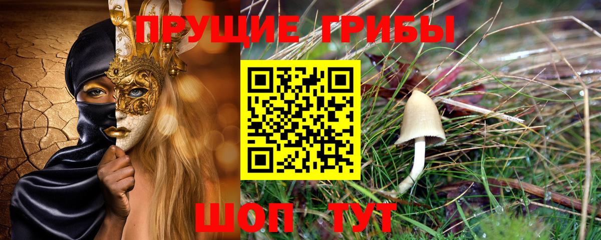 Галлюциногенные грибы Psilocybe Дербент